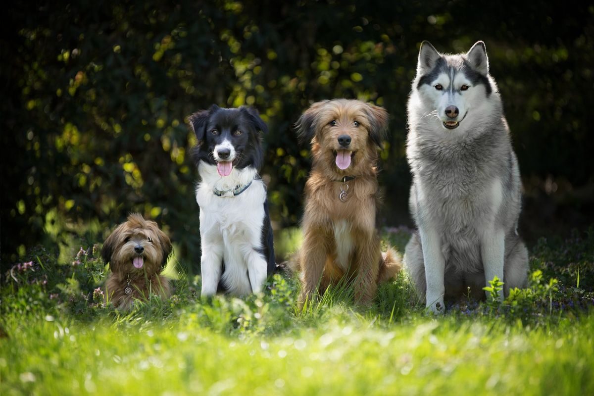 Hunde Steuer