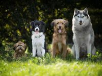Hunde Steuer