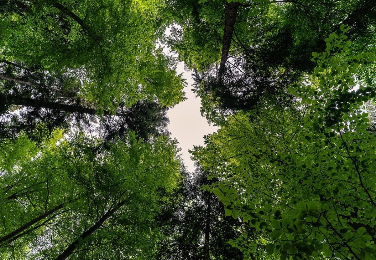 Bäume