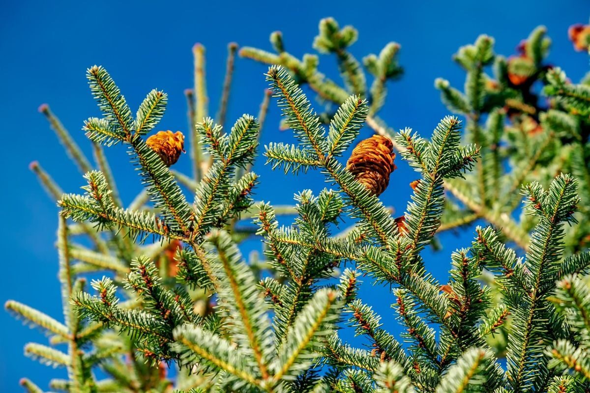Weihnachtsbaum im Sommer