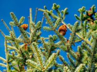 Weihnachtsbaum im Sommer