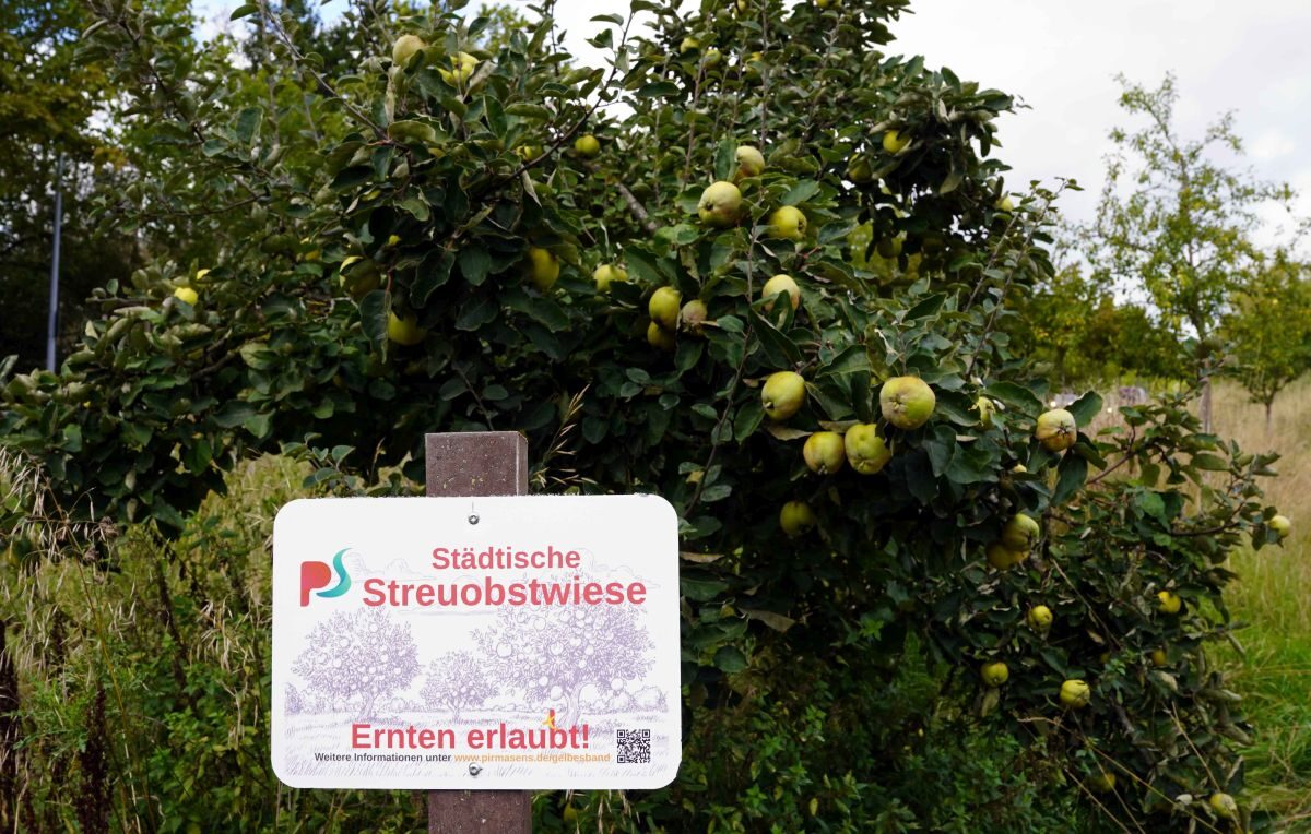 Streuobstwiese