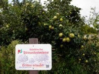 Streuobstwiese