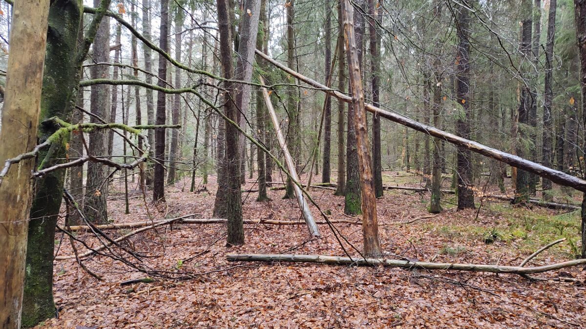 Moosbachtal