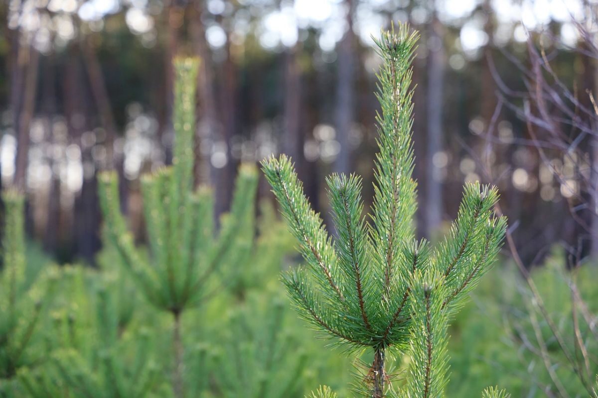 Tannenbaum