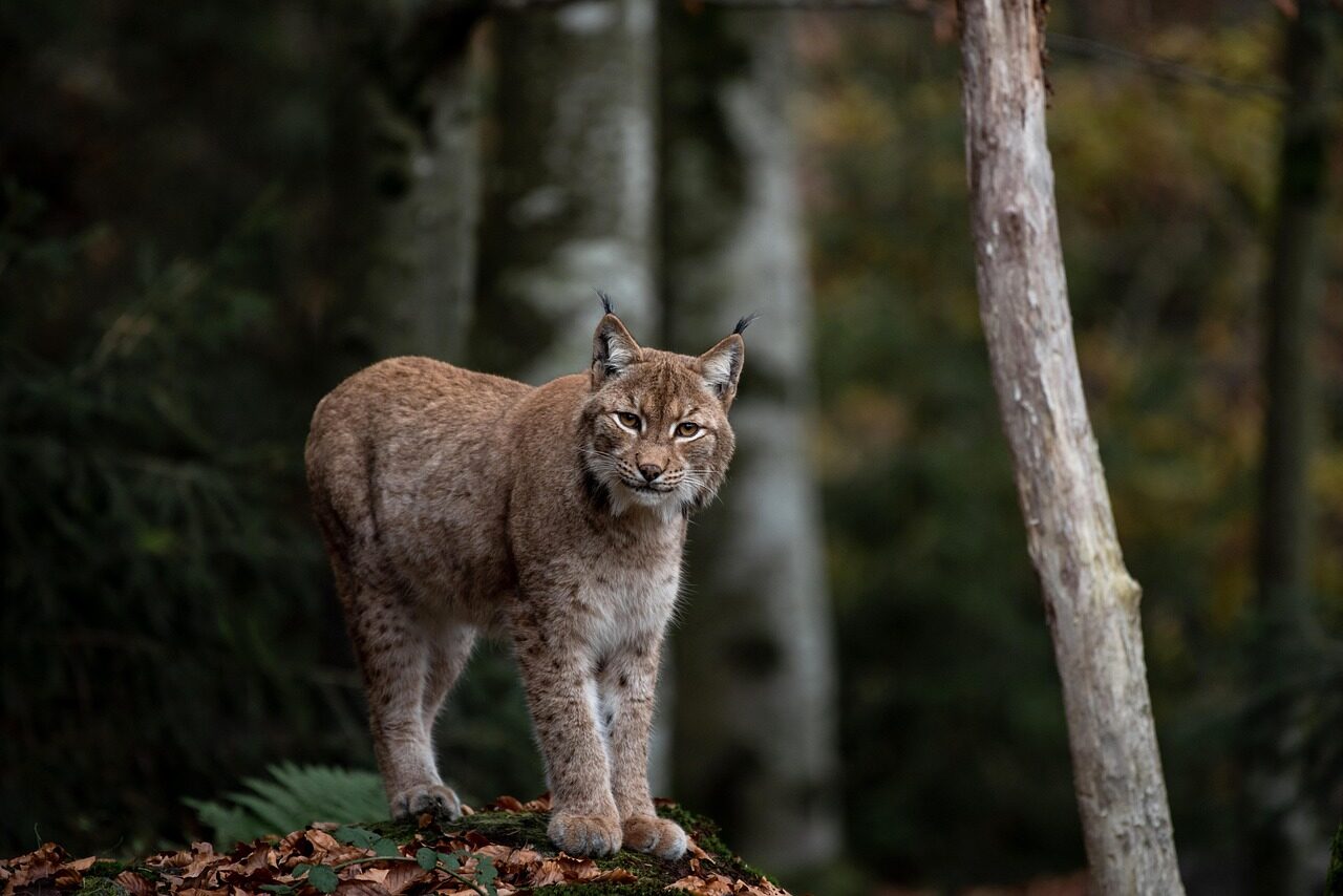 Luchs