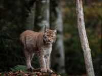 Luchs