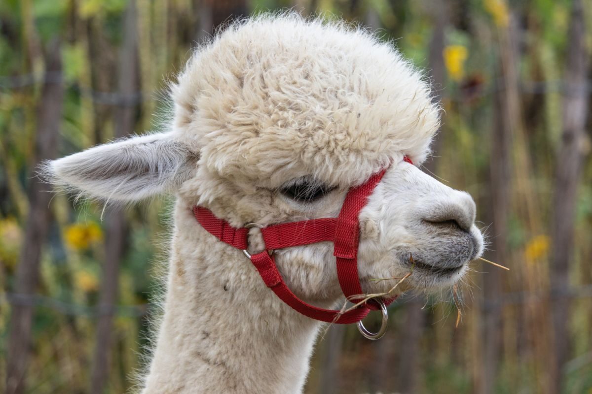 Lama